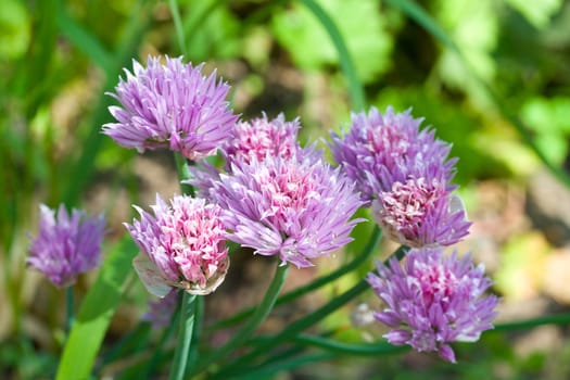 close-up clover flower on grass background