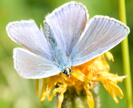 cooper butterfly on yellow flower