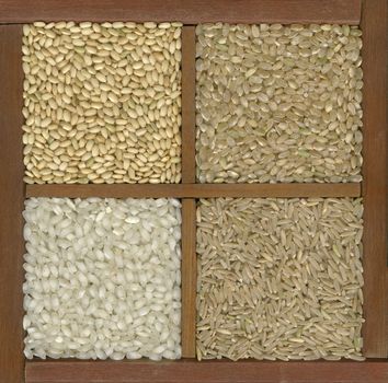 four rice grains in a primitive wooden box or drawer with dividers - left bottom white arborio (risotto) and, clockwise, three brown varieties: sweet (sushi), short, long grain