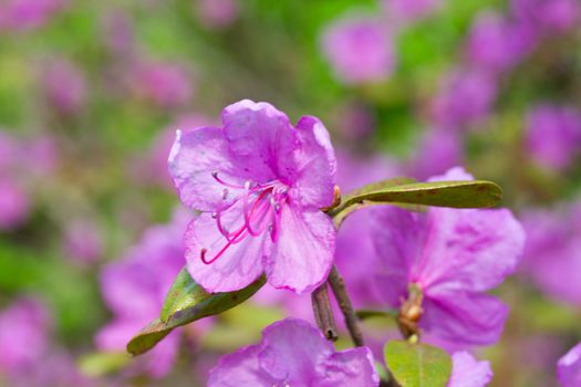 close-up flower of pink rhododendron