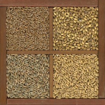 4 cereal grains in a rustic wooden box or drawer, clockwise from upper left - red hard winter wheat, barley, oats, rye