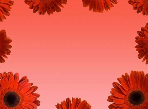 frame from red gerbera flowers with blank place on center