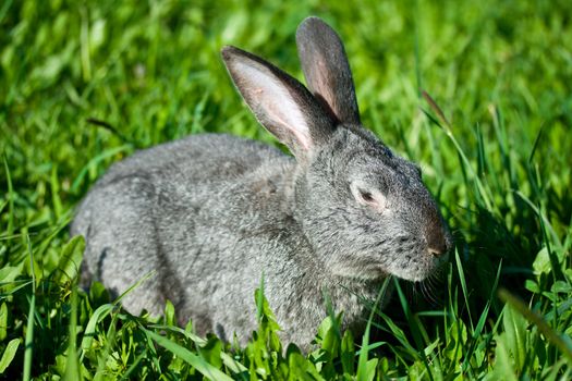 gray rabbit in green grass