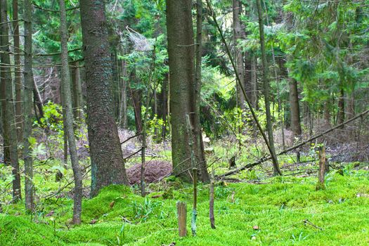 summer green forest