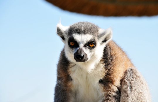 Ring-Tailed Lemur posing for the camera against a blue sky