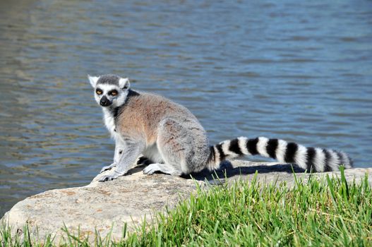 Ring-tailed Lemur sitting on a rock by the water