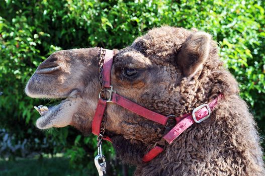 a young camel in his harnes sits and waits