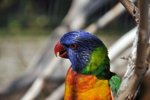 colorful face of a lorie against a blur background