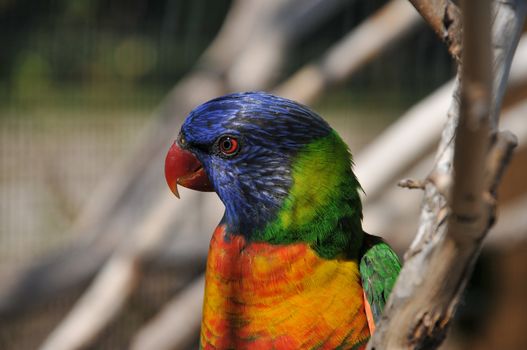 colorful face of a lorie against a blur background