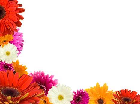 many gerberas and blank place for your text, isolated on white