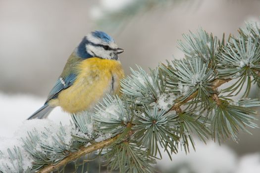 Blue tit on conifer branch.