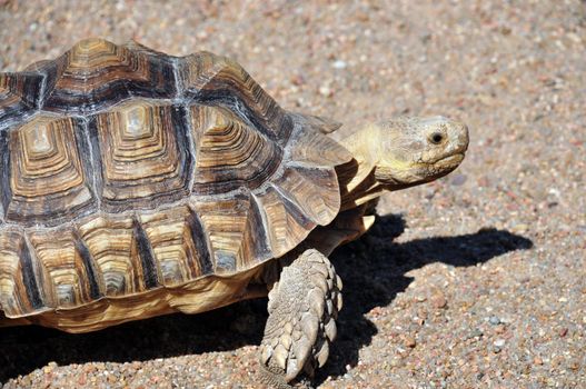 a turtle walks slowly along