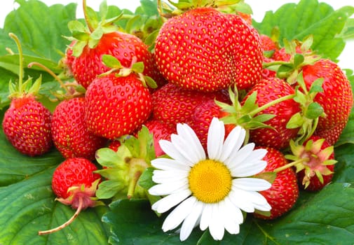 close-up many ripe strawberries and chamomile on green leafs