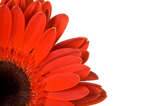 part of red gerbera with blank place for your text, isolated on white