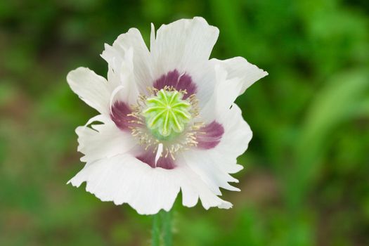 poppy flower on green grass background