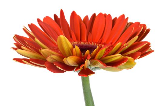 red gerbera flower, side view, isolated on white