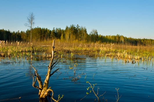 rushy swamp in forest landscape, spring time