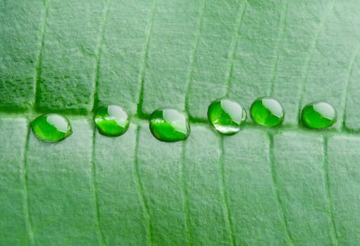 close-up six water drops on a green leaf