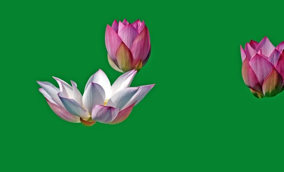 Pink lotus flowers on a green background