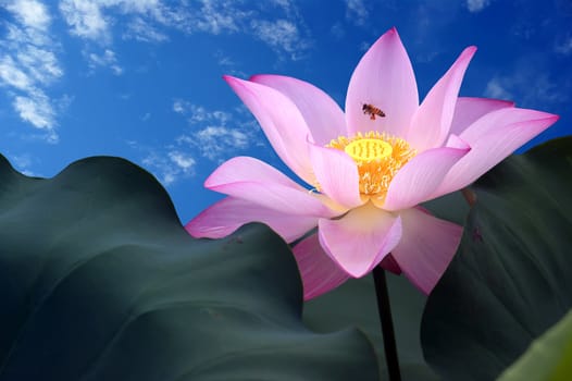 Lotus flower isolated on a blue background Photo taken on: June, 2008