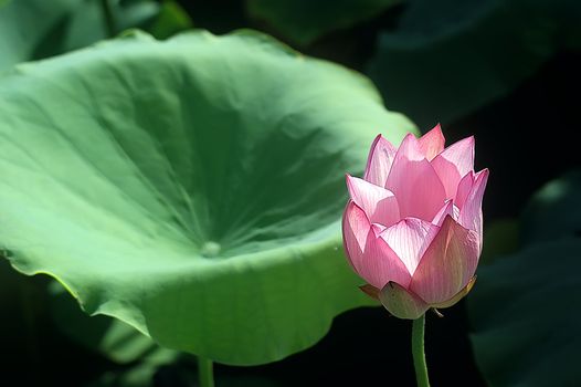 Lotus flower isolated on a black background Photo taken on: June, 2008