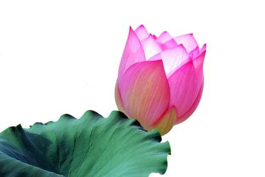 Lotus flower isolated on a white background Photo taken on: June, 2008