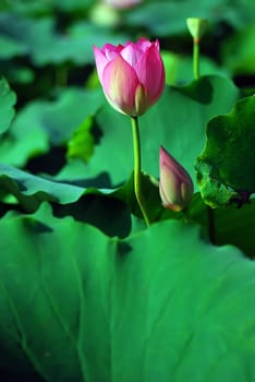 Lotus flower isolated on a green background Photo taken on: June, 2008