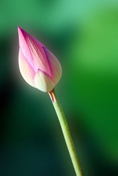 Lotus flower isolated on a green background Photo taken on: June, 2008