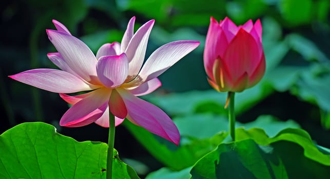 Lotus flower isolated on a black background Photo taken on: June, 2008