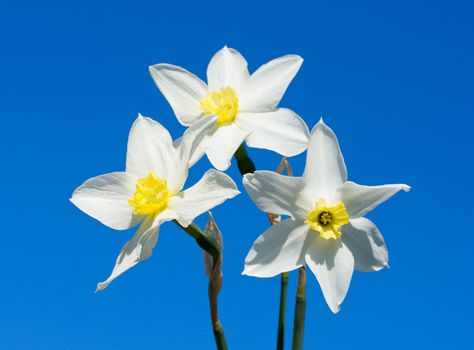 three white narcissuses on blue sky backgrounds
