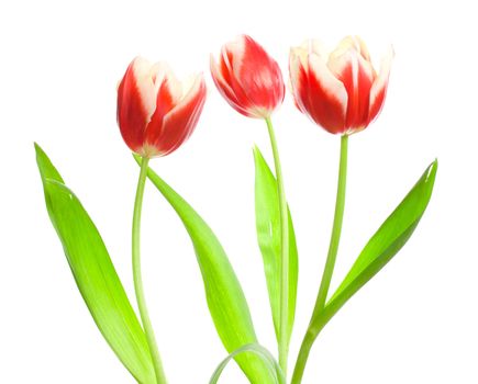 three red-white tulips, isolated