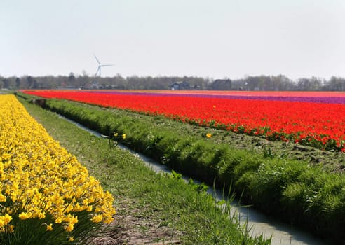 Bulbfields of tulips and bulb flowers in the Dutch landscape