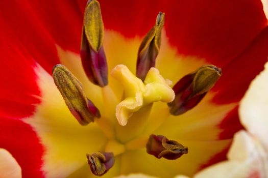 red tulip, macro shot