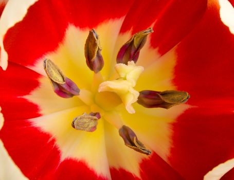 red tulip, macro shot