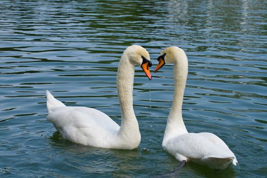 two swans in love swimming on lake