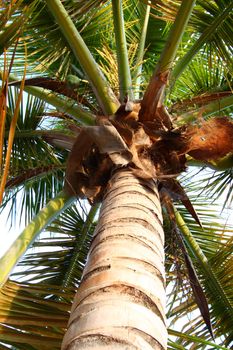 Looking up at a palm tree at Seven Seas Beach in Puerto Rico.