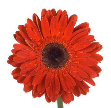 wet red gerbera, isolated on white