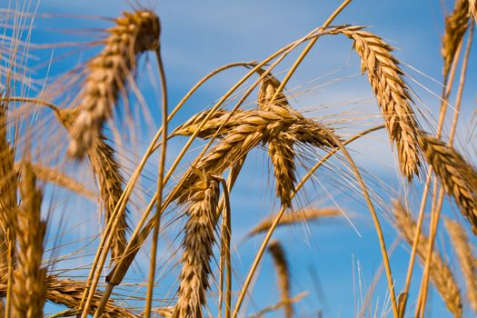 close-up wheat on blue sky background