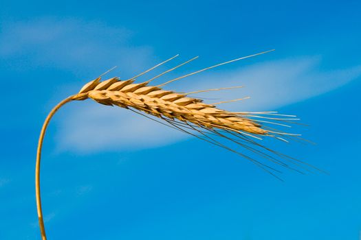 close-up wheat spikelet on blue sky background