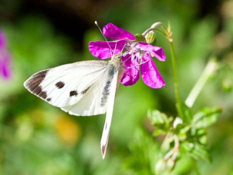 close-up white butterfly on purple flower