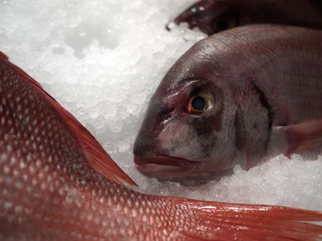 Fresh fish ready to be cooked