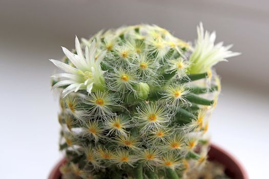 Cactus with blossoms on  dark background (Mammillaria).Image with shallow depth of field.