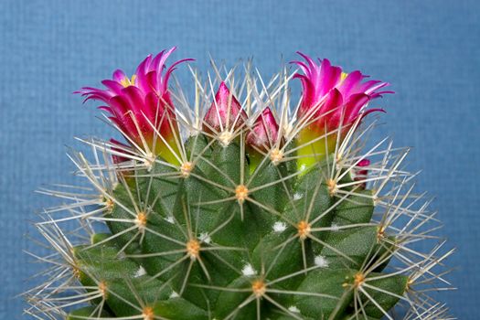 Cactus with blossoms on  dark background (Mammillaria).Image with shallow depth of field.