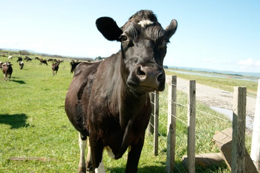 Cow in foreground, close up, with several further back in image.