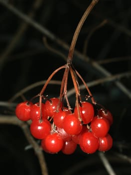 Bright red berries in the forests of northern Illinois.