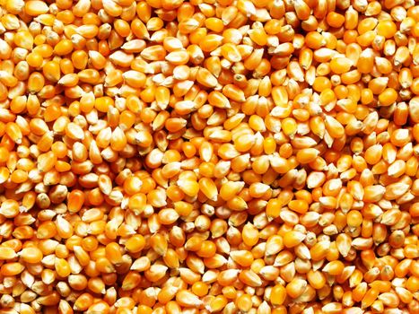 close up of a heap of corn kernels