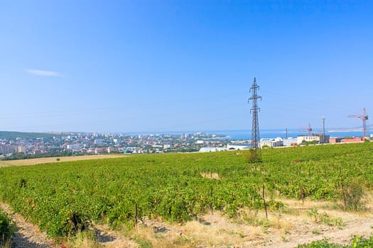Vineyards against backdrop of mountains and city, Krasnodar Region, Russia.