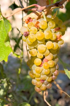 Llight grape cluster close to background of vineyard.Image with shallow depth of field.