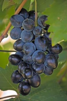 Bunch of dark grapes.Iimage with shallow depth of field.
