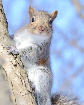 A gray squirrel perched in a tree.